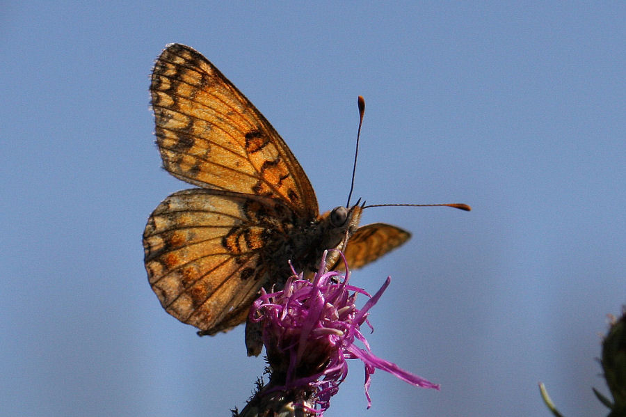 Quali Melitaea?